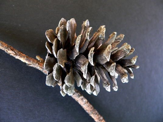 {Pinus echinata}